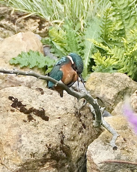 kingfisher